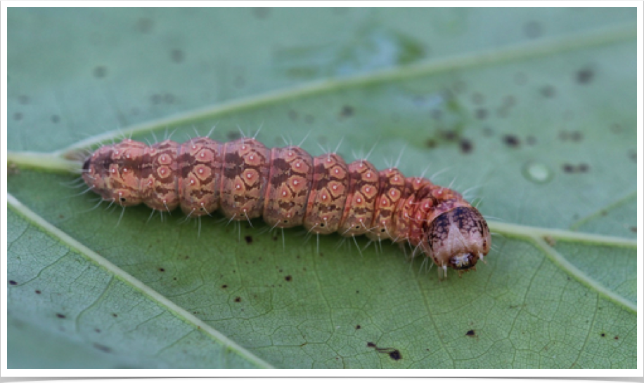 Acronicta haesitata
Hesitant Dagger (tentative identification)
Cleburne County, Alabama